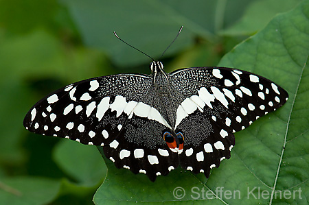 112 Afrikanischer Schwalbenschwanz - Papilio demedocus